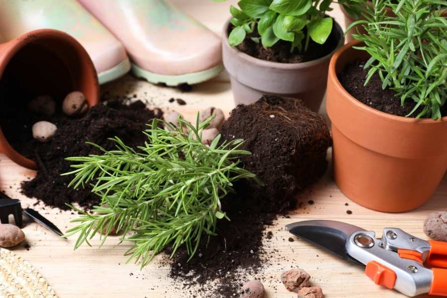 Un romarin fraîchement rempoté est posé sur une table en bois avec des billes d’argile pour plantes éparpillées près d'un sécateur.